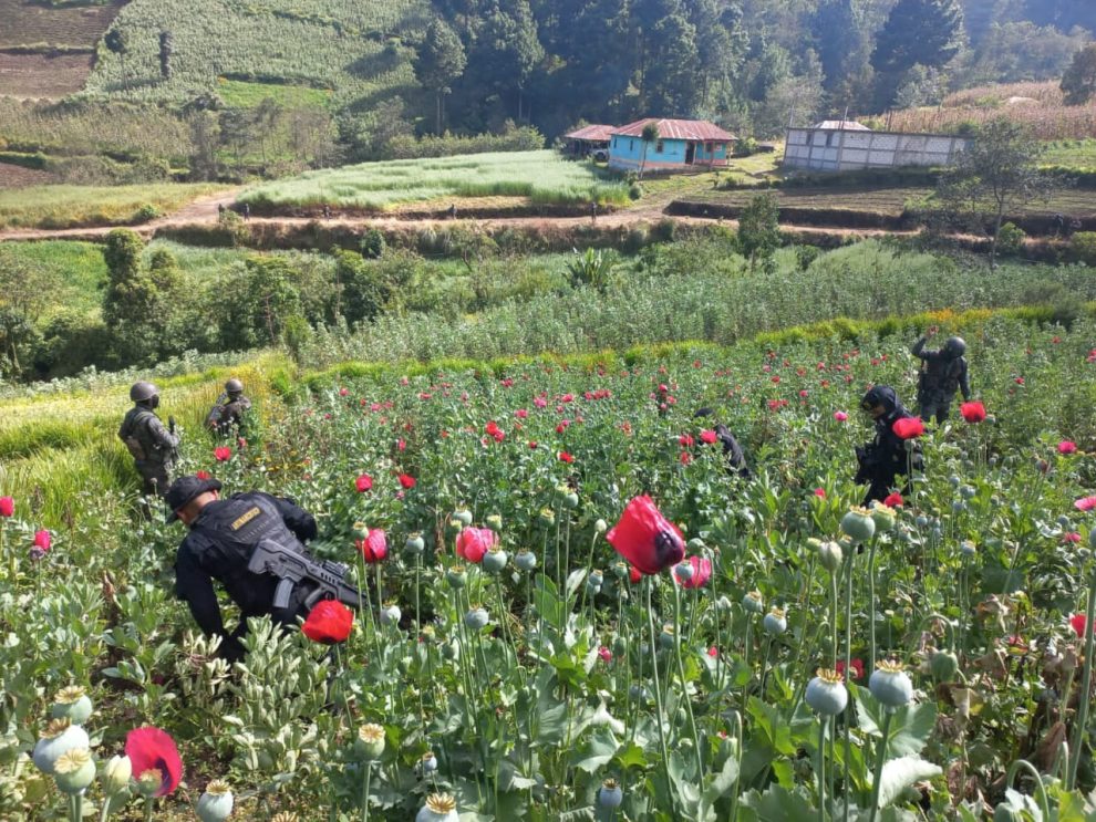 Localizan Plantaciones De Amapola Y Marihuana En La Provincia