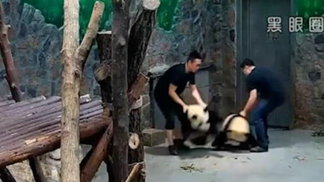 El maltrato a dos pequeños pandas enardece las redes sociales en China