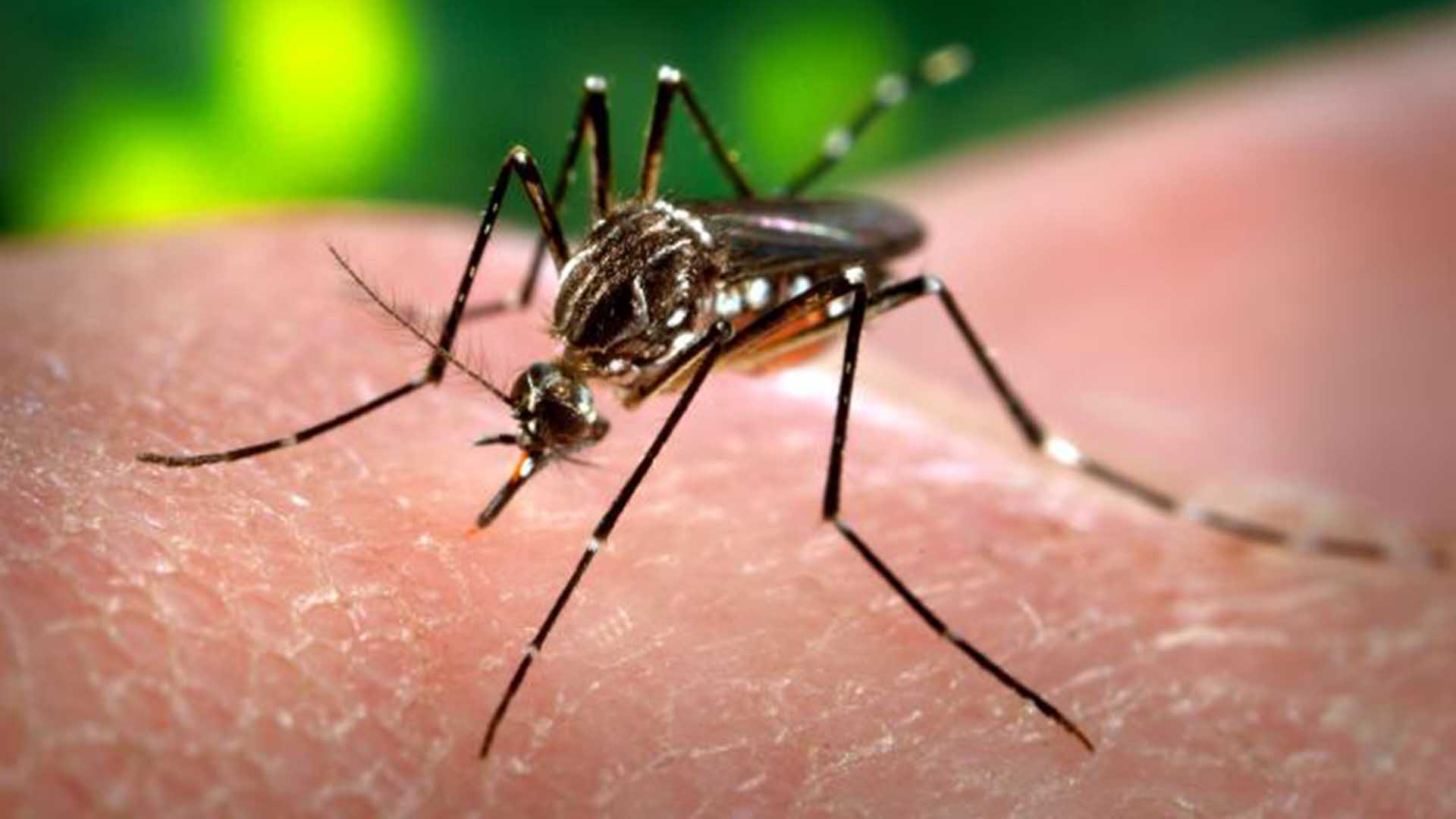 El mosquito común también puede transmitir zika, según un estudio