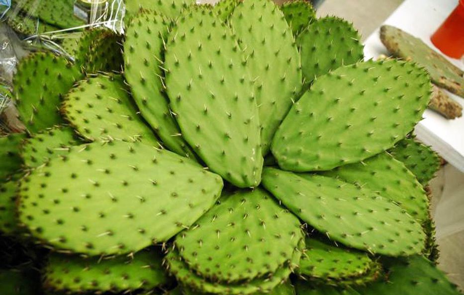 Nopal de México, el cactus sagrado que pasó de manjar a generador eléctrico