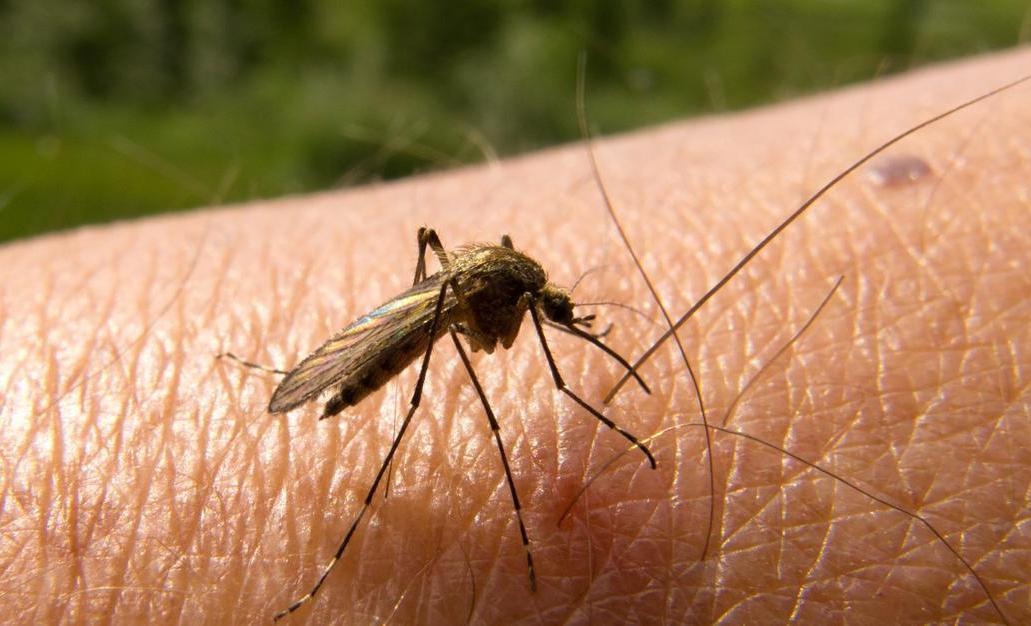Costa Rica declara alerta por malaria ante migración desde Nicaragua