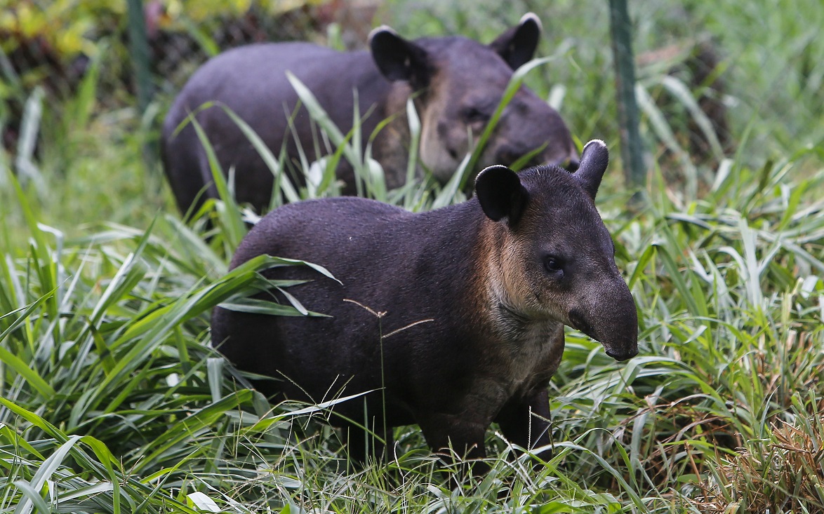 Nicaragua lucha para salvar tapires centroamericanos en peligro de extinción