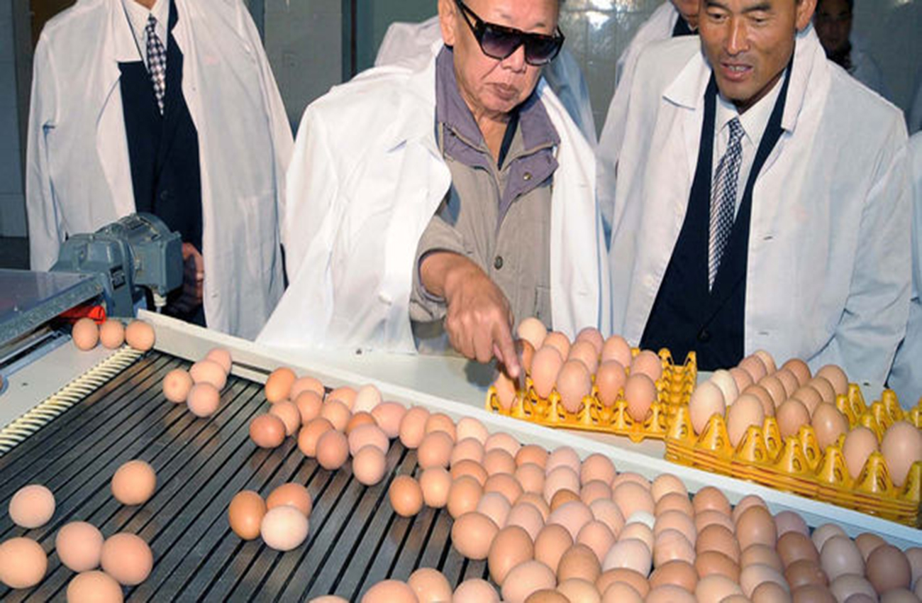 Científicos japoneses desarrollan medicinas en huevos de gallina