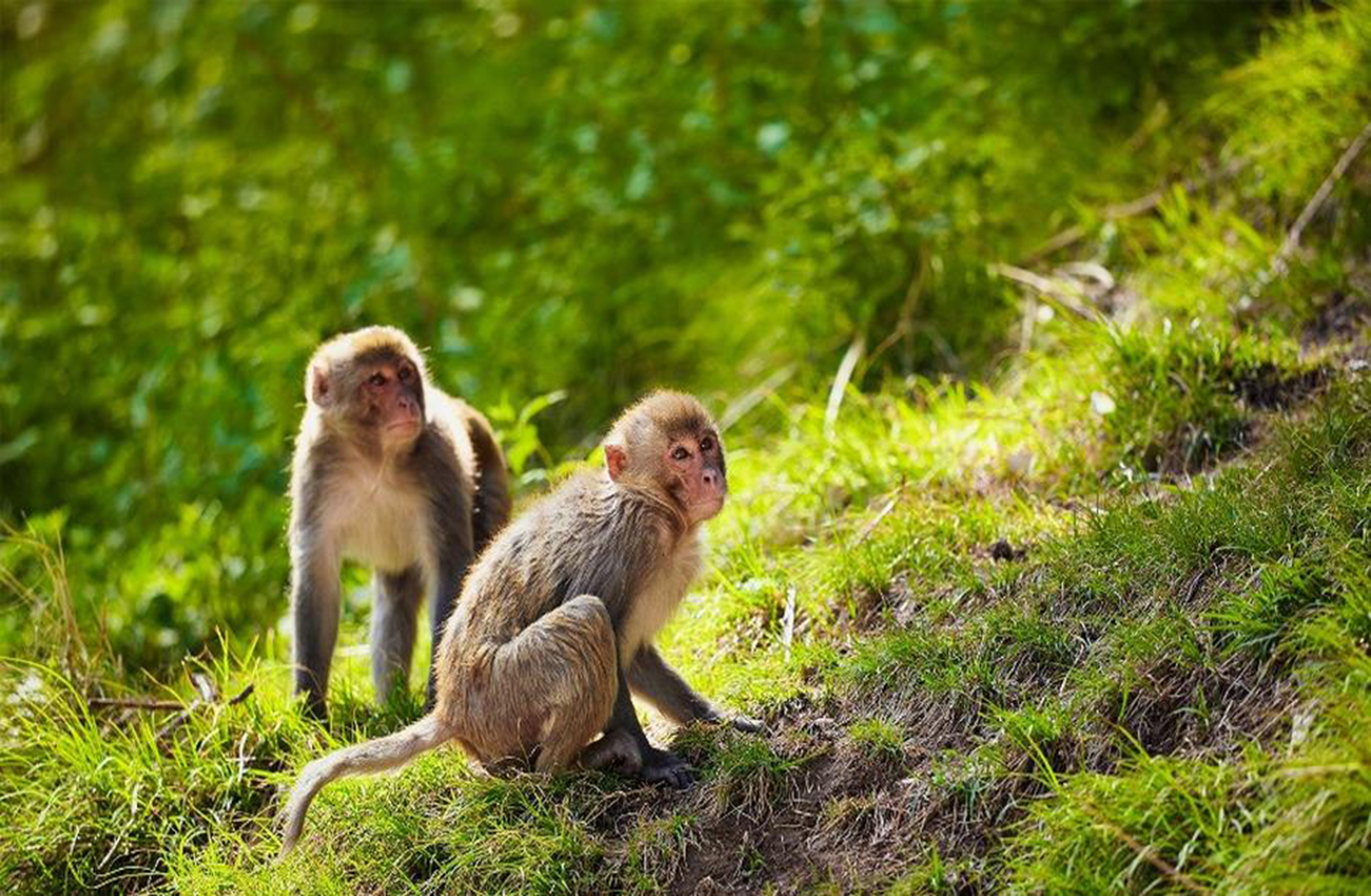 Muerte de monos por fiebre amarilla desata vacunaciones masivas en Sao Paulo