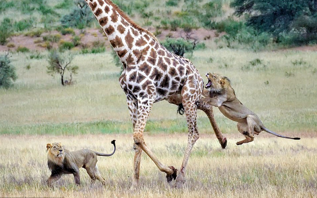 Emisoras Unidas - Leones derriban una enorme jirafa y la devoran
