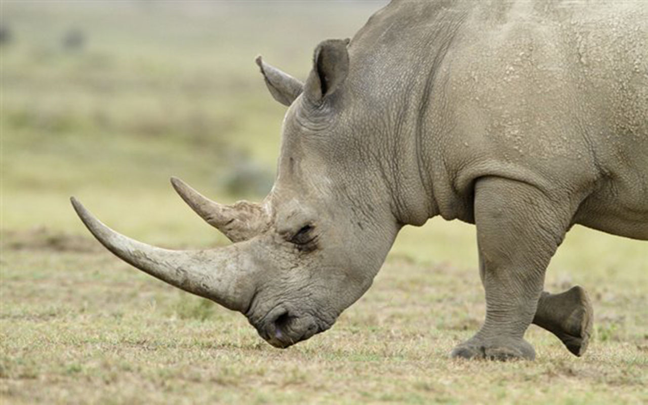 Condenan en EEUU a un irlandés por traficar cuerno de rinoceronte