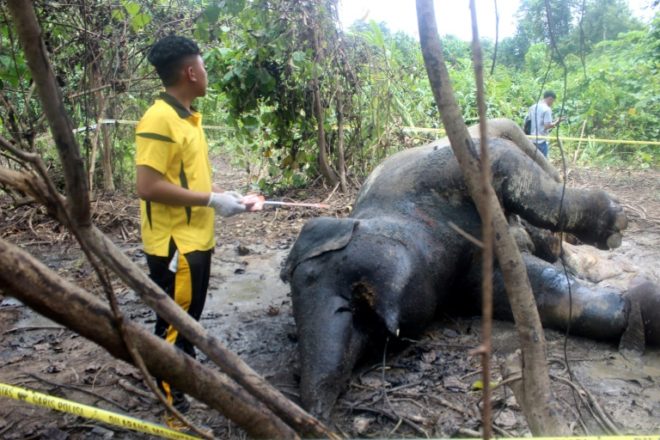 Elefanta muere envenenada