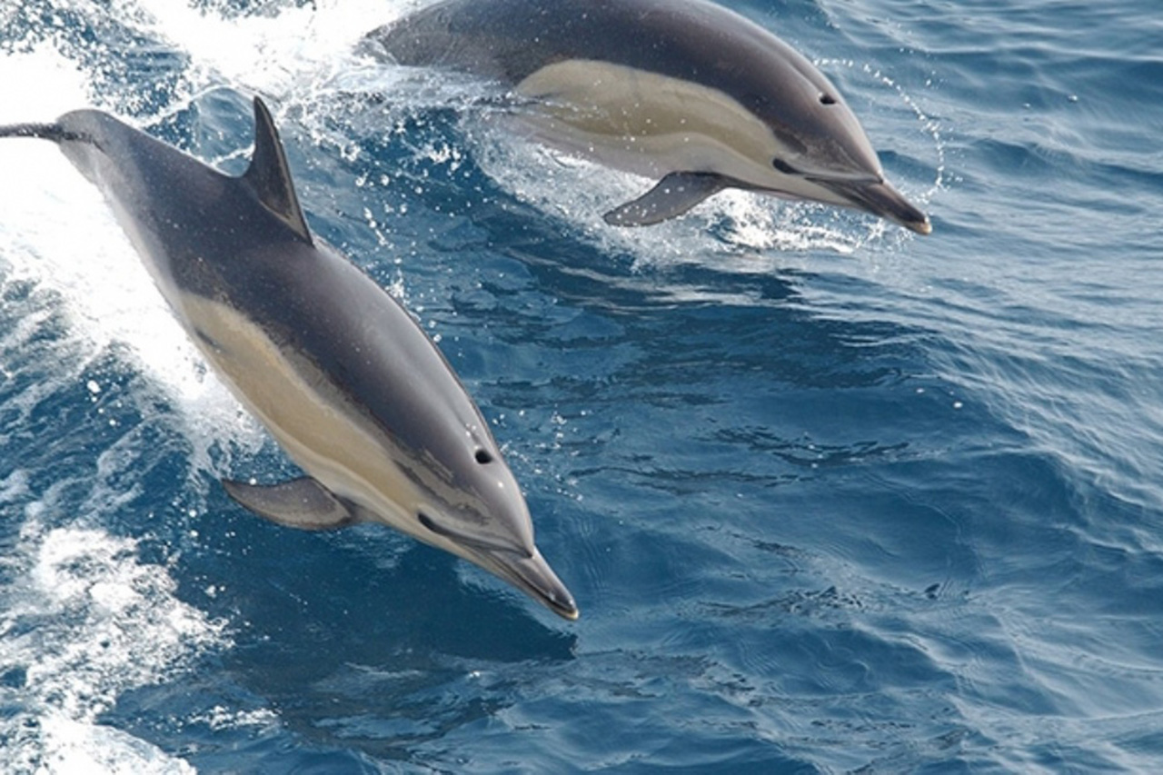 El grito sexual de un pez mexicano puede causar sordera a los delfines