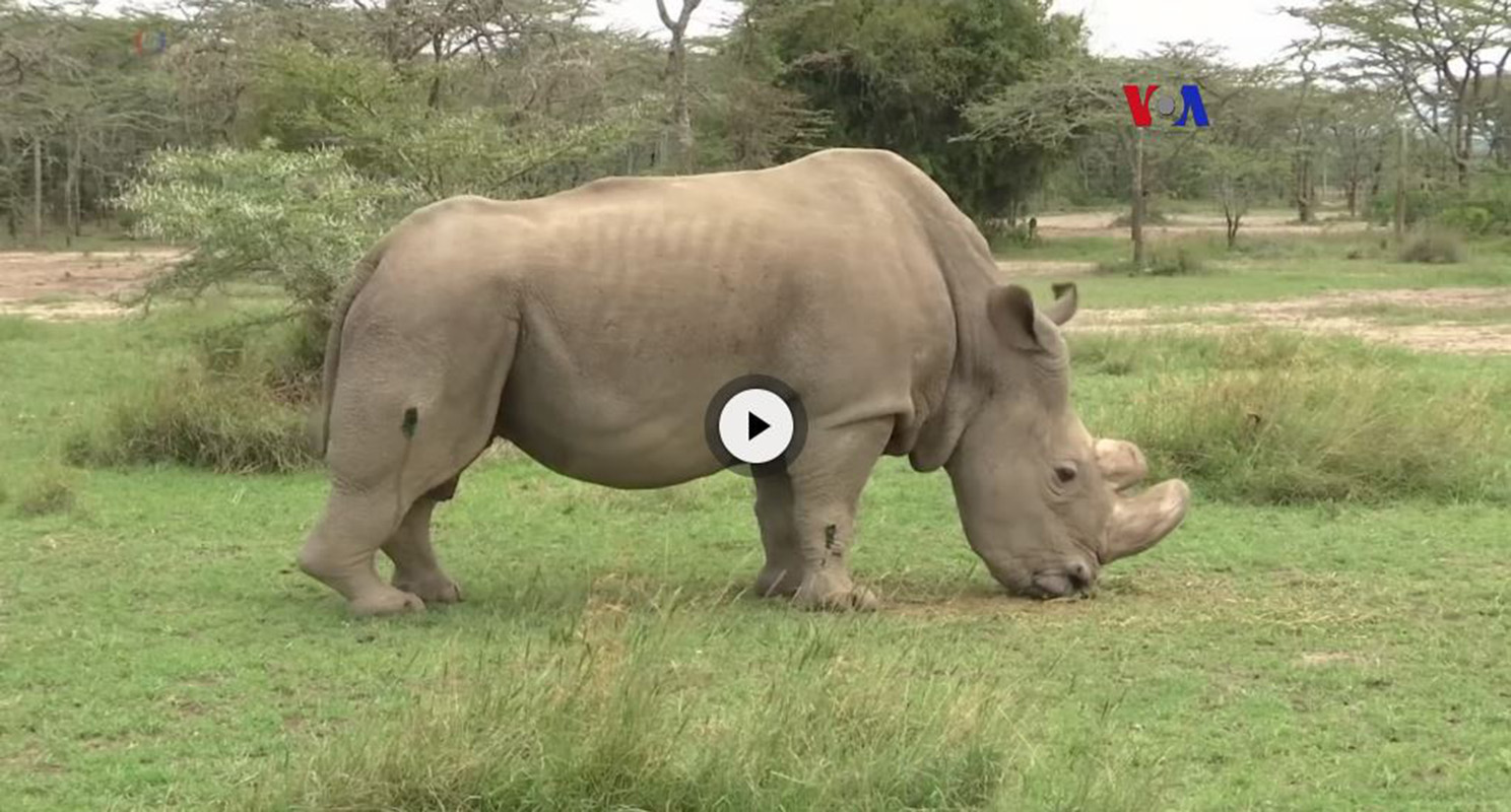 VIDEO: Tecnología ayuda a salvar rinocerontes y cebras