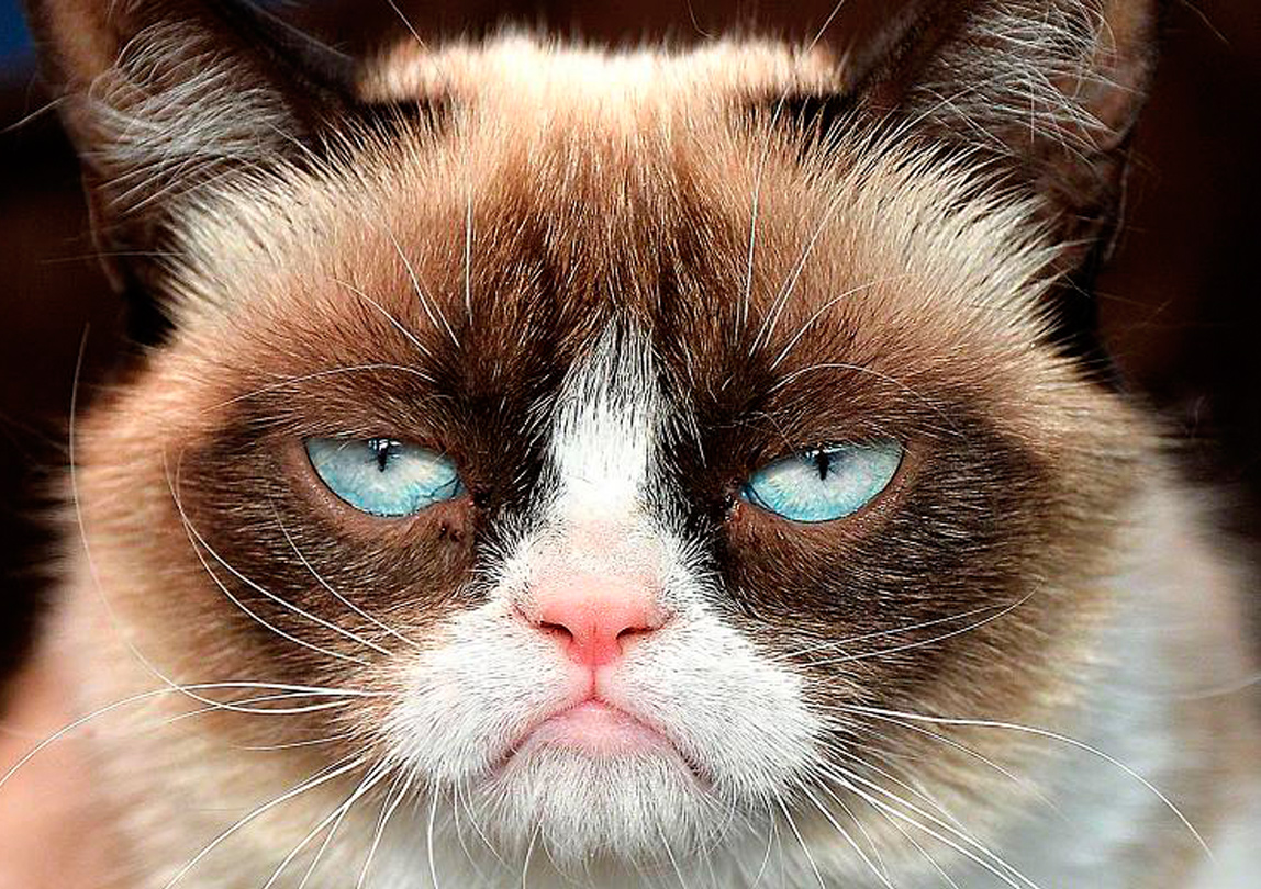 Grumpy Cat, el gato de los memes, se vuelve a hacer famoso - Emisoras - El Nacional Cat En Español