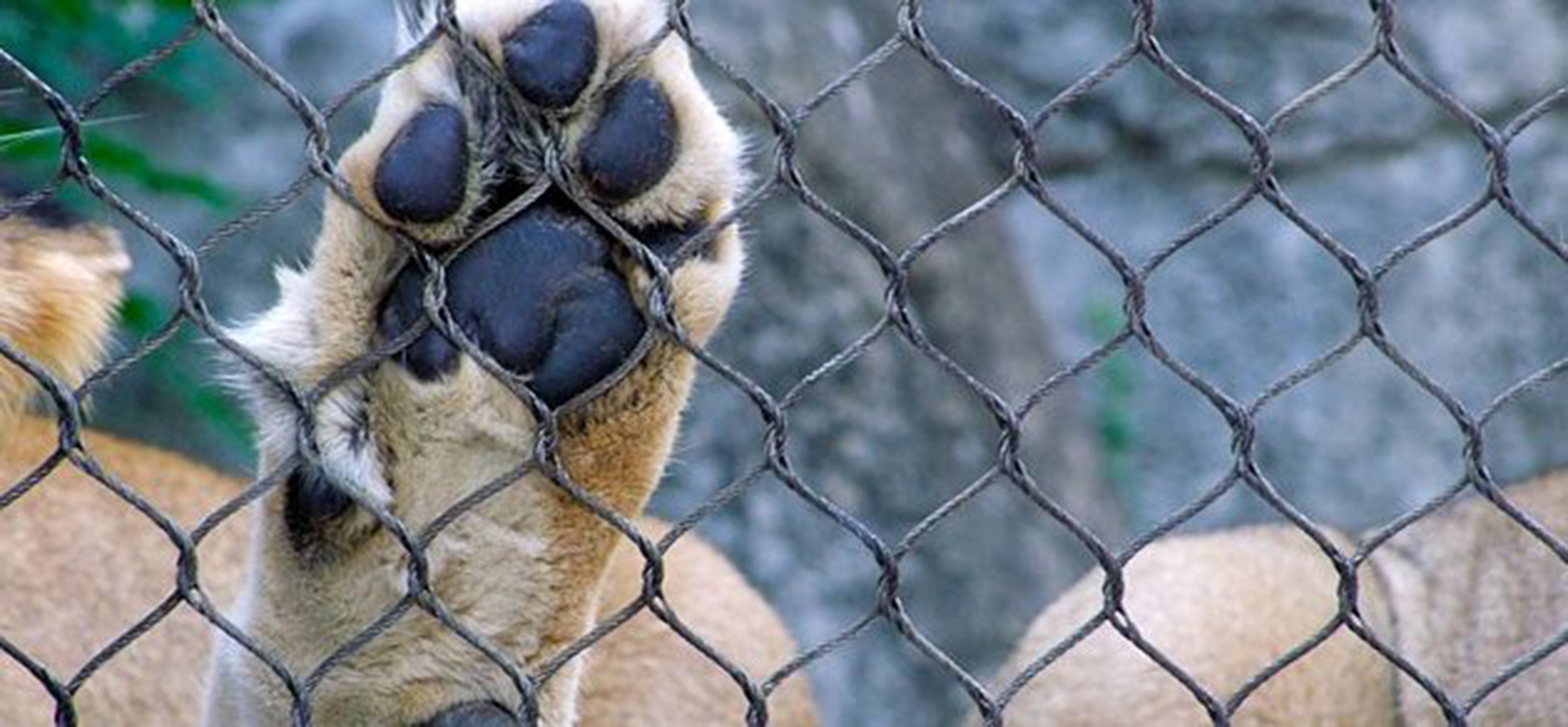 Animales en peligro de extinción mueren en zoológico de Venezuela por falta de comida