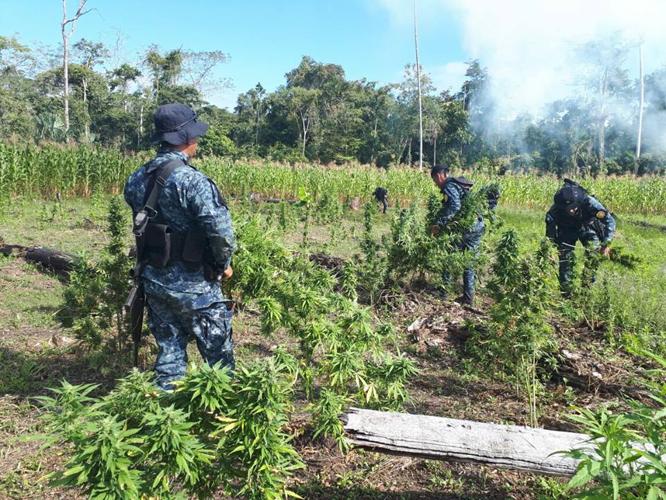 Erradicación de droga EU Emisoras Unidas Guatemala