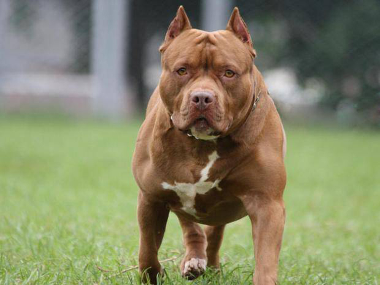 Totonicapán: Perro de la raza Pitbull ataca a un niño