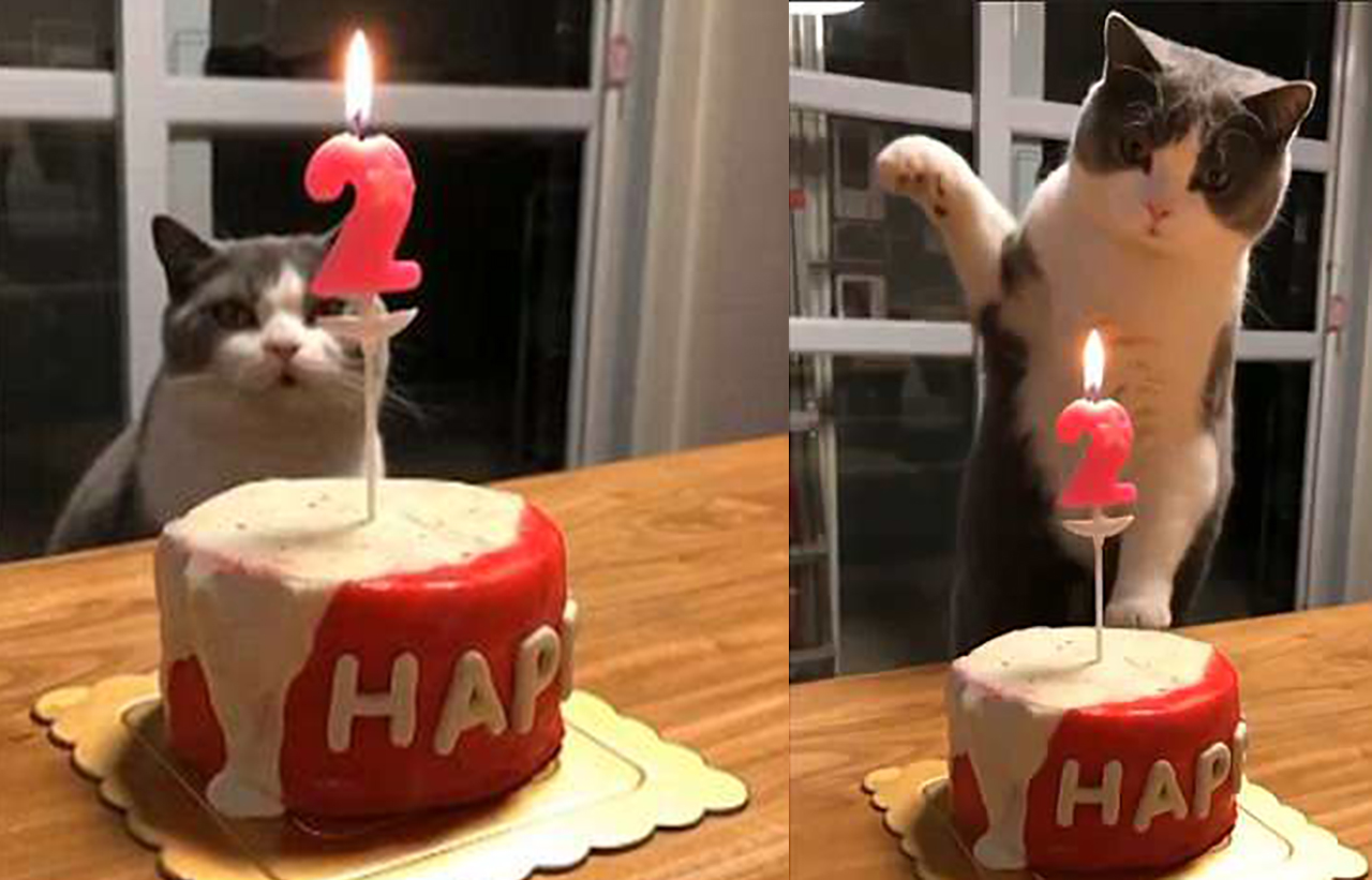 Emisoras Unidas - VIDEO: Así es como un gato apaga la vela su pastel de  cumpleaños