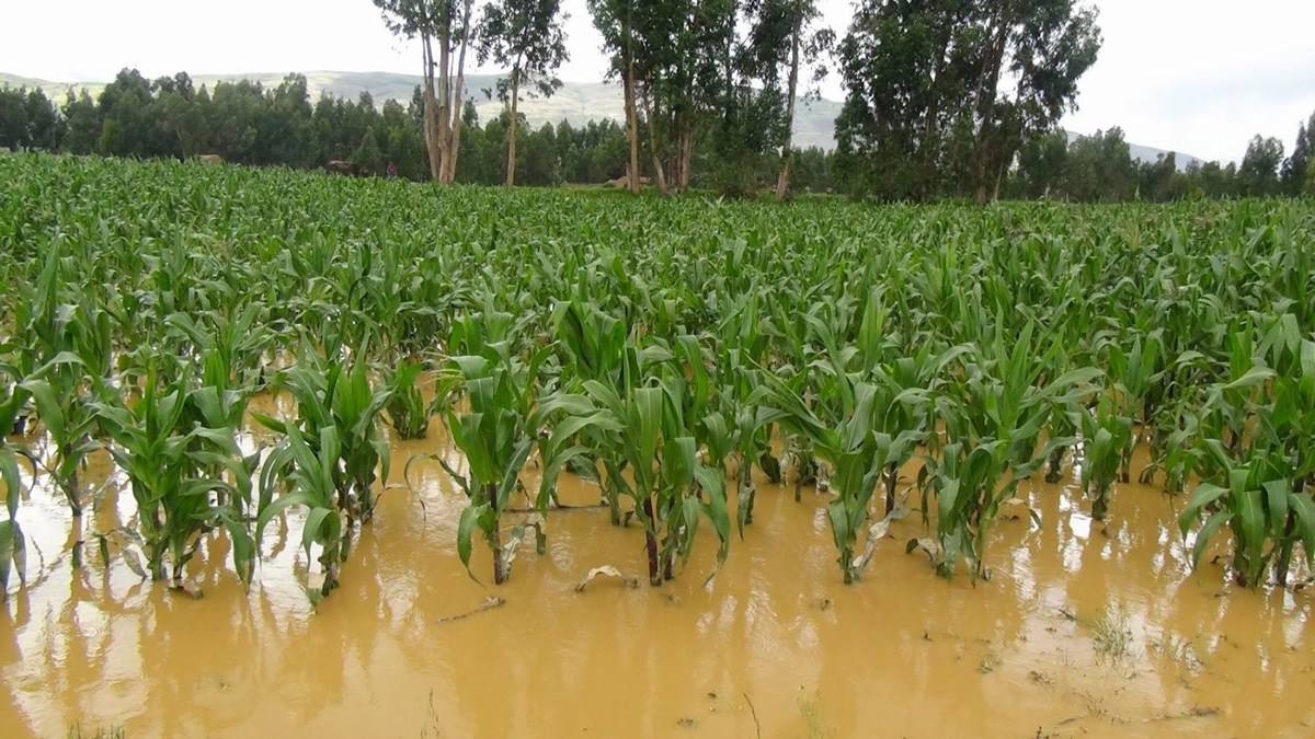 Lluvias han afectado cultivos en 14 departamentos, segÃºn el MAGA