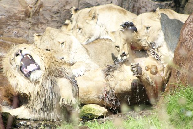 Emisoras Unidas - Inglaterra: leonas atacan a macho alfa