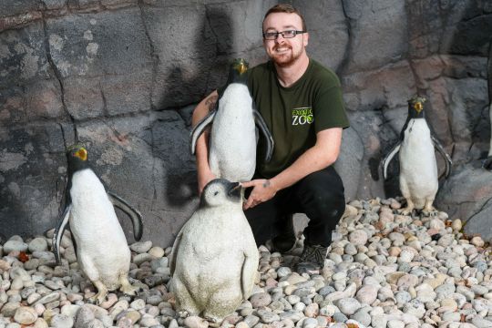 Pingüinos de plástico llegan a zoológico