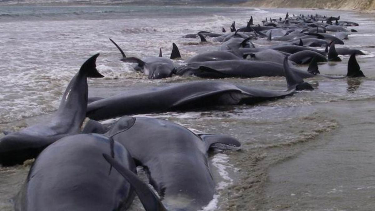 Localizan 145 ballenas muertas en una playa remota de Nueva Zelanda