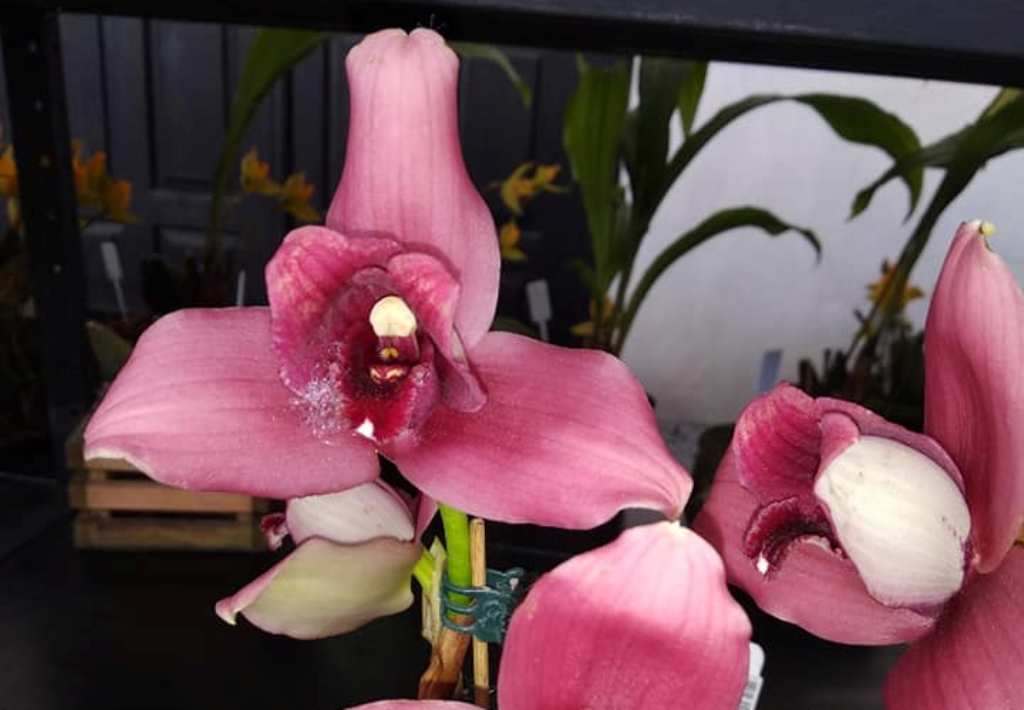 orquídeas exposición Cobán Alta Verapaz
