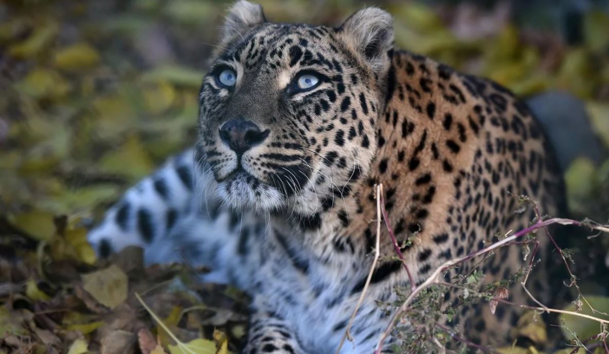 leopardo niño tres años India Wasim Akram
