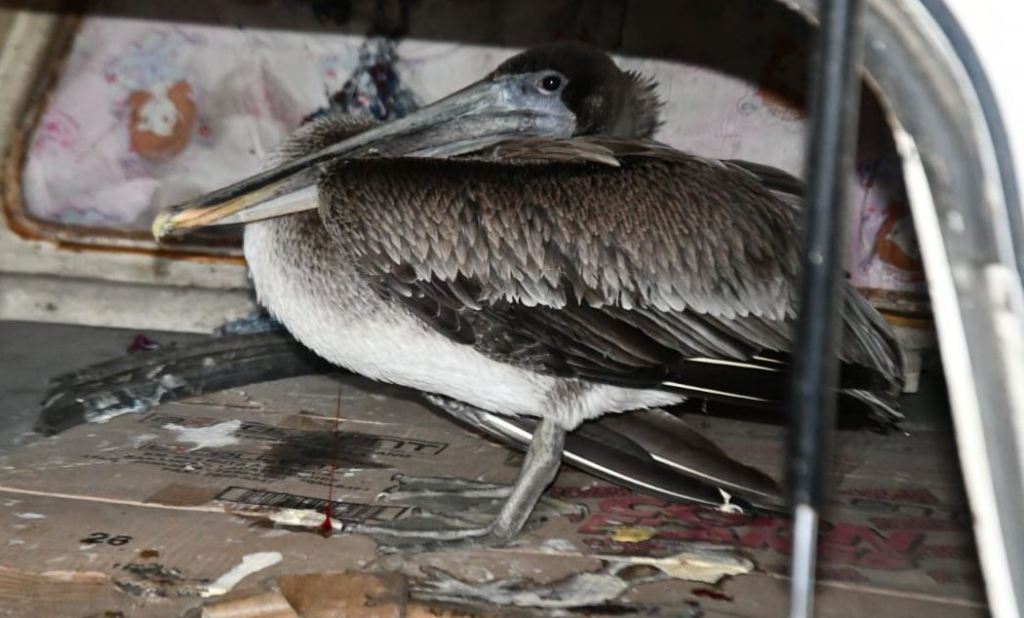 pelicano Quetzaltenango rescate