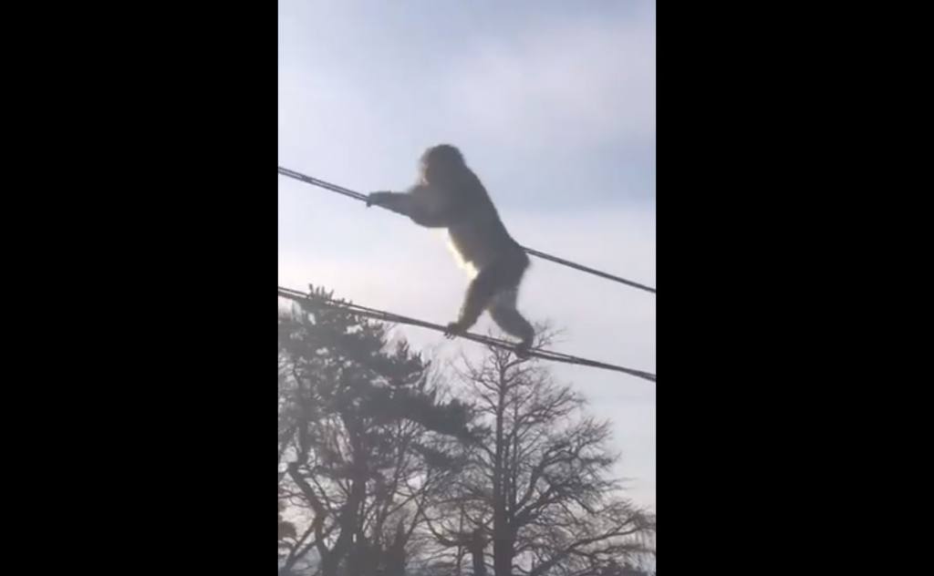 Japón monos cuerda floja viral