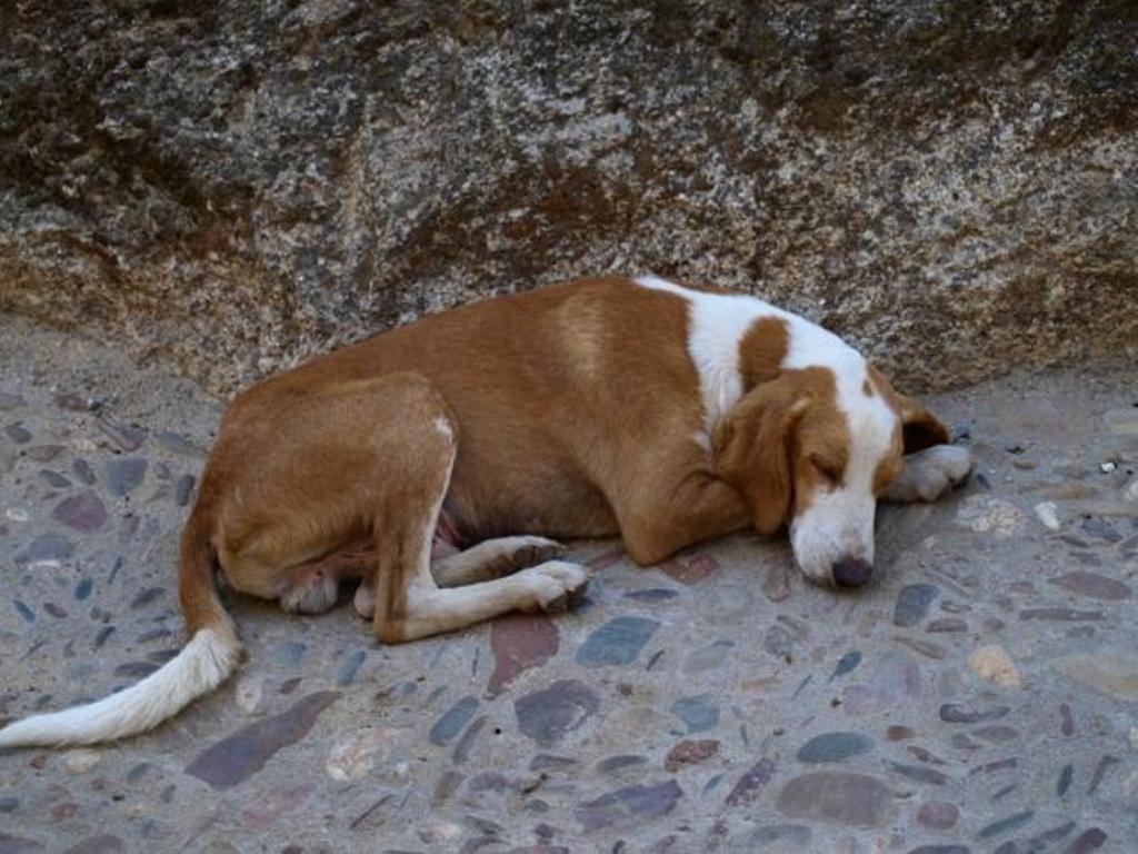 perros muertos San Sebastián Huehuetenango