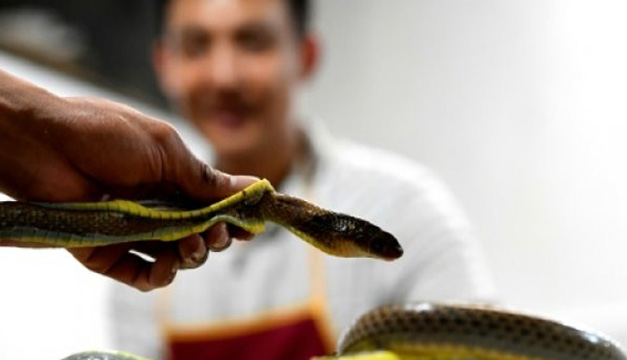 Policía indonesia usa una serpiente