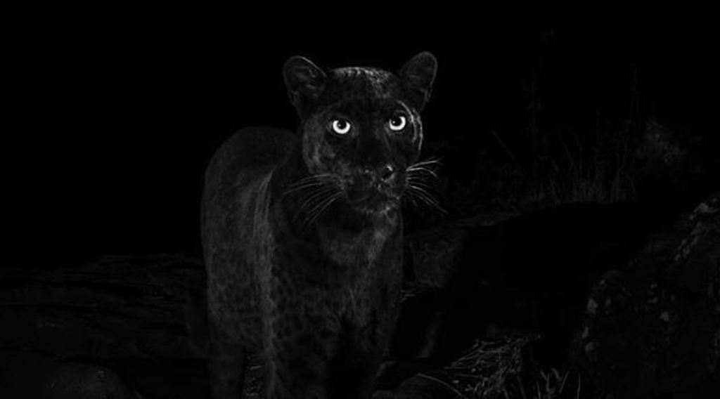 fotógrafo leopardo negro