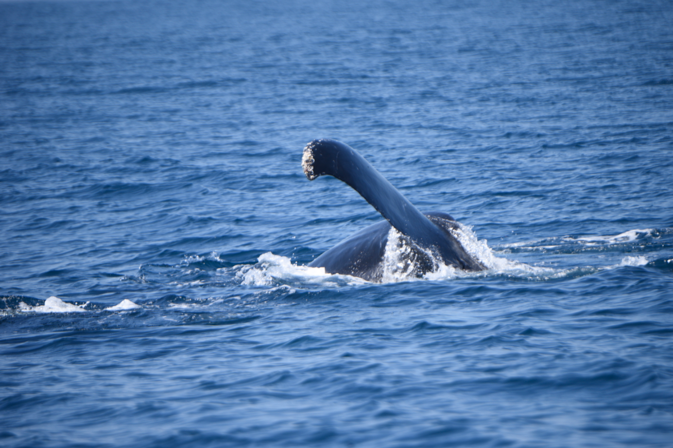 Ballenas y delfines en Guatemala