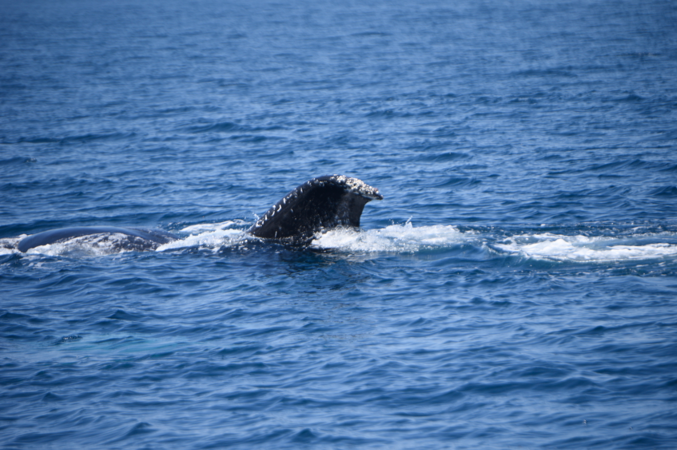 Conap avista ballenas y delfines