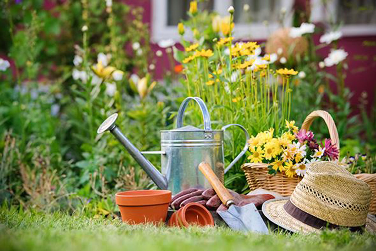 Consejos prácticos para cuidar las plantas en verano. Foto con fines ilustrativos