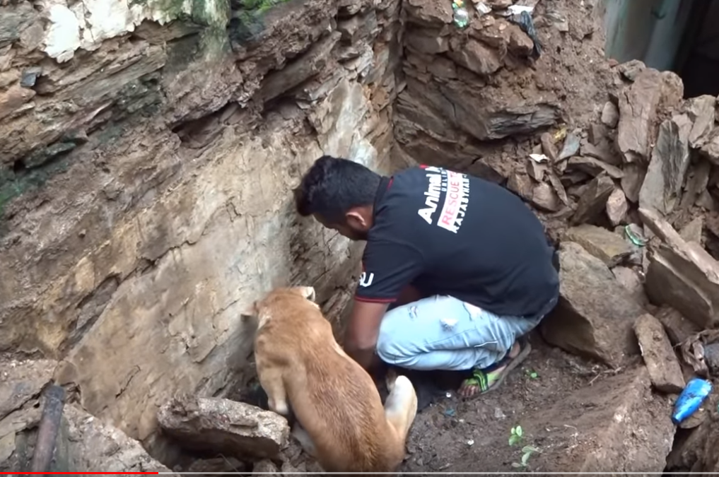 Perra pide ayuda para rescatatar a sus cachorros de un derrumbe