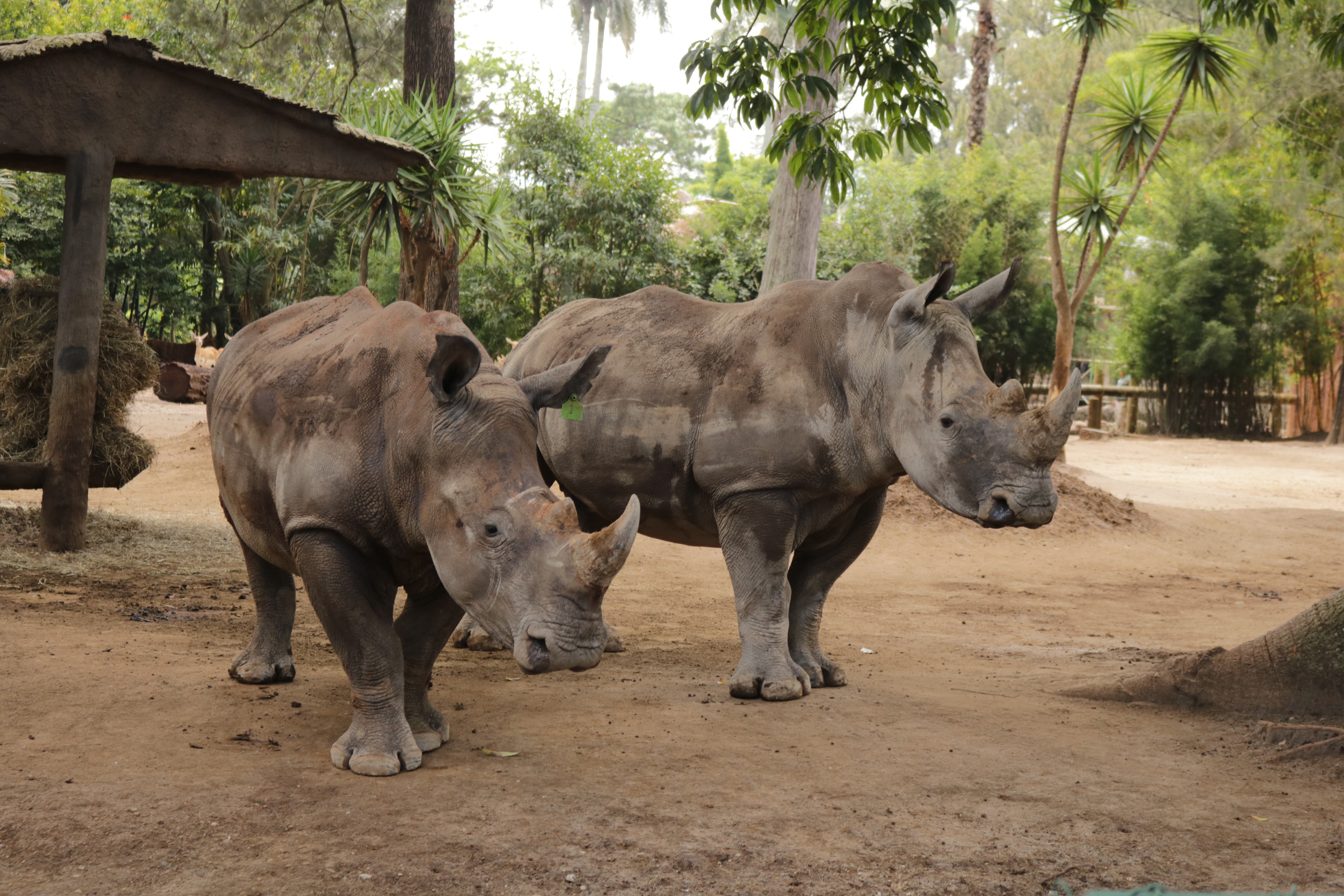 Rinocerontes blancos en Zoo La Aurora