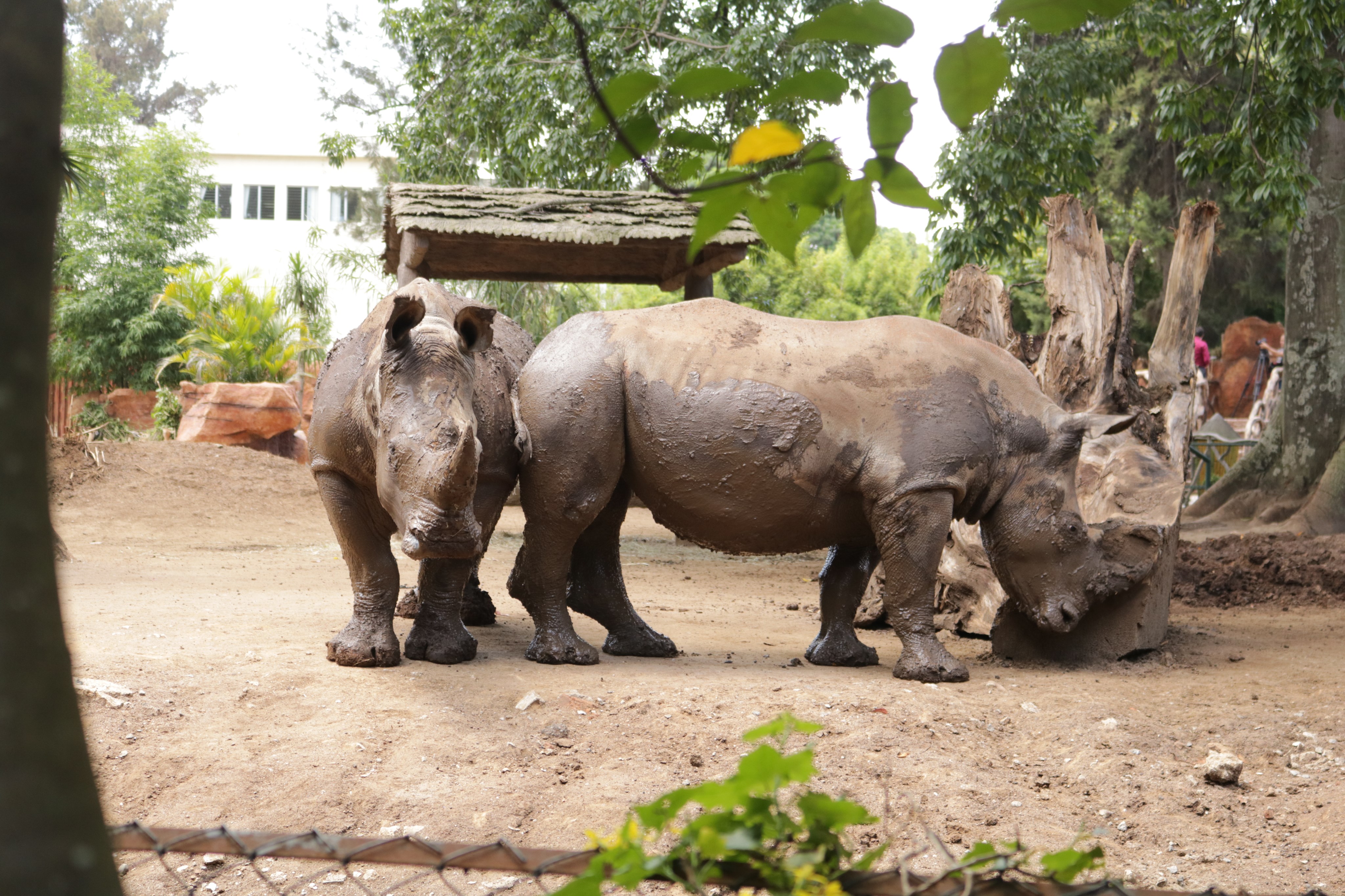 Rinocerontes blancos en Zoo La Aurora
