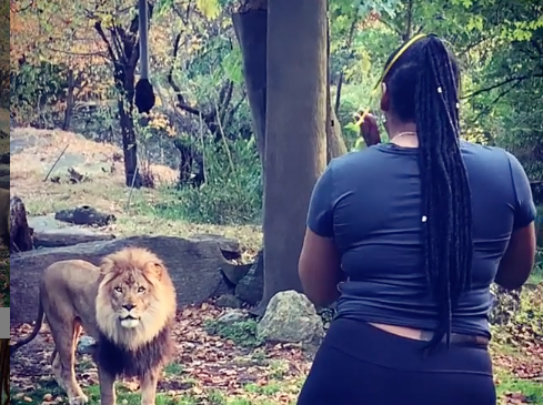Mujer entra a recinto de leones de zoológico para publicarlo en Instagram
