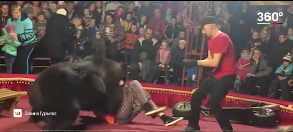 VIDEO: oso atacó a su domador durante función de circo en Rusia