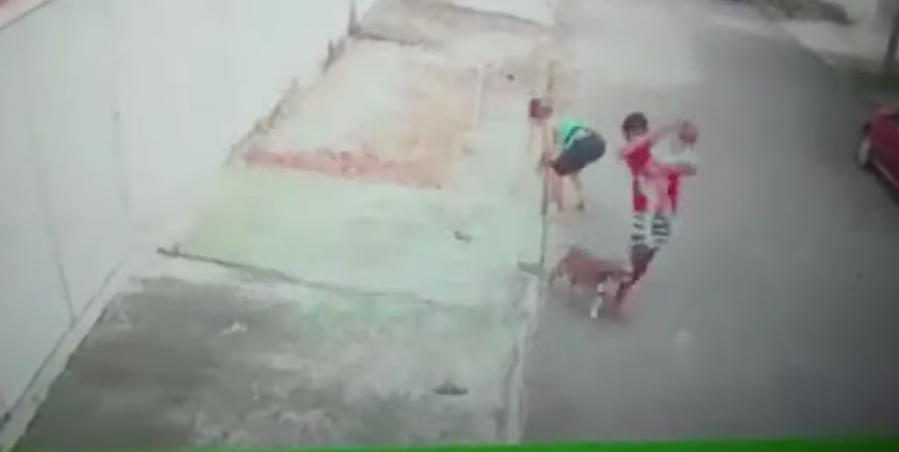 Hombre lucha contra un perro pitbull para salvar a un niño
