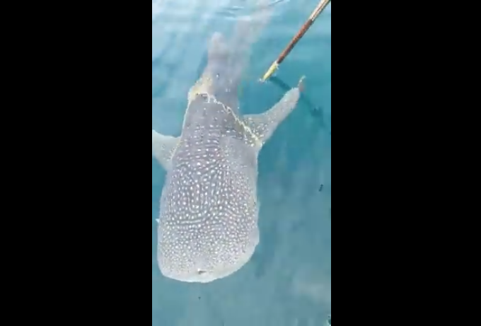 VIDEO: pescadores arriesgan la vida al acercarse demasiado a un tiburón