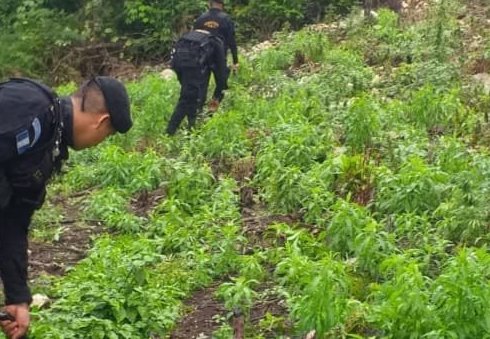 PNC destruye más de 100,000 matas de marihuana en Petén