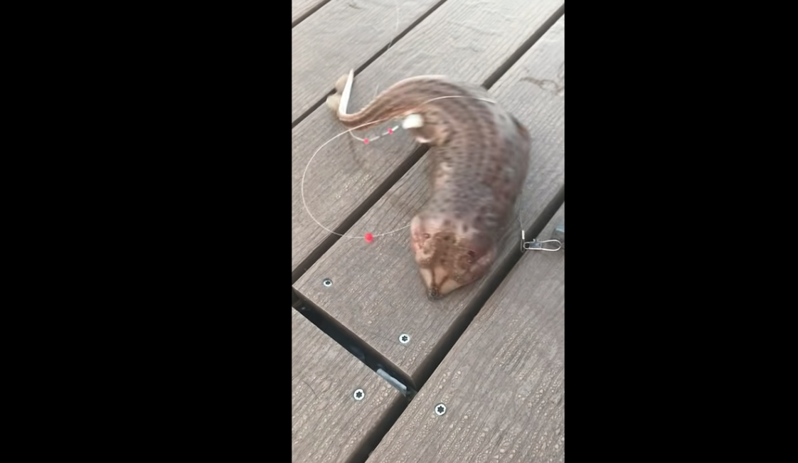 VIDEO: extraña criatura capturada en Nueva York que parece serpiente