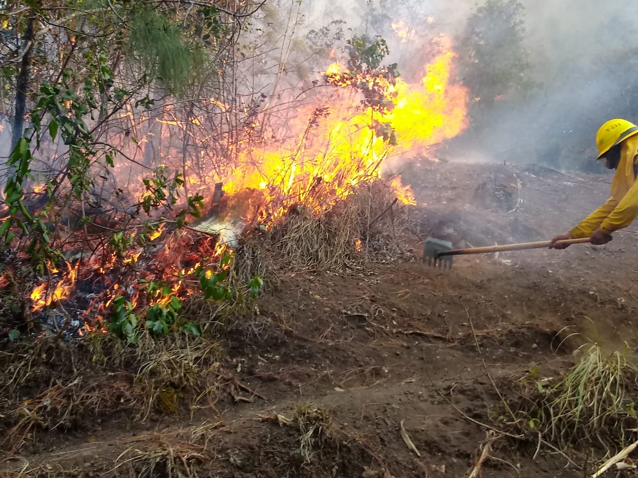 Incendios destruyen unas 2,800 hectáreas de bosques