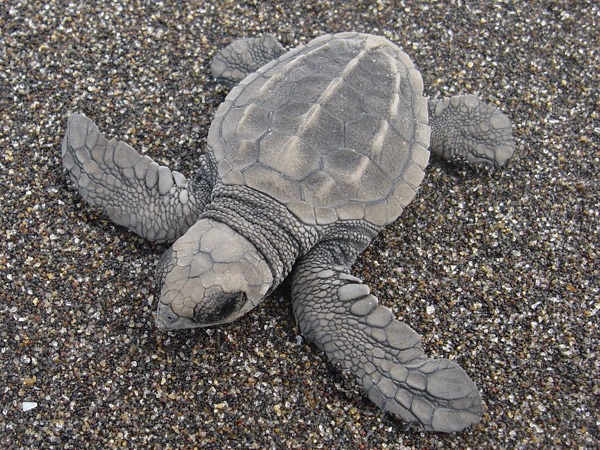 Asociación ecológica pide un click para poder seguir rescatando tortugas