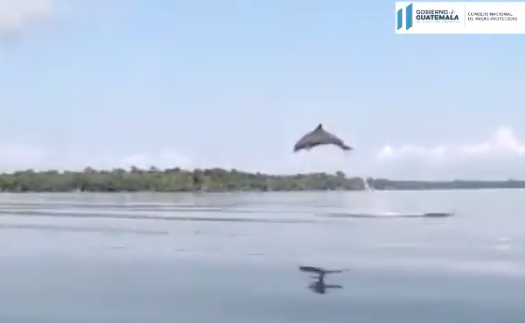 VIDEO: delfines juguetean en bahía del departamento de Izabal