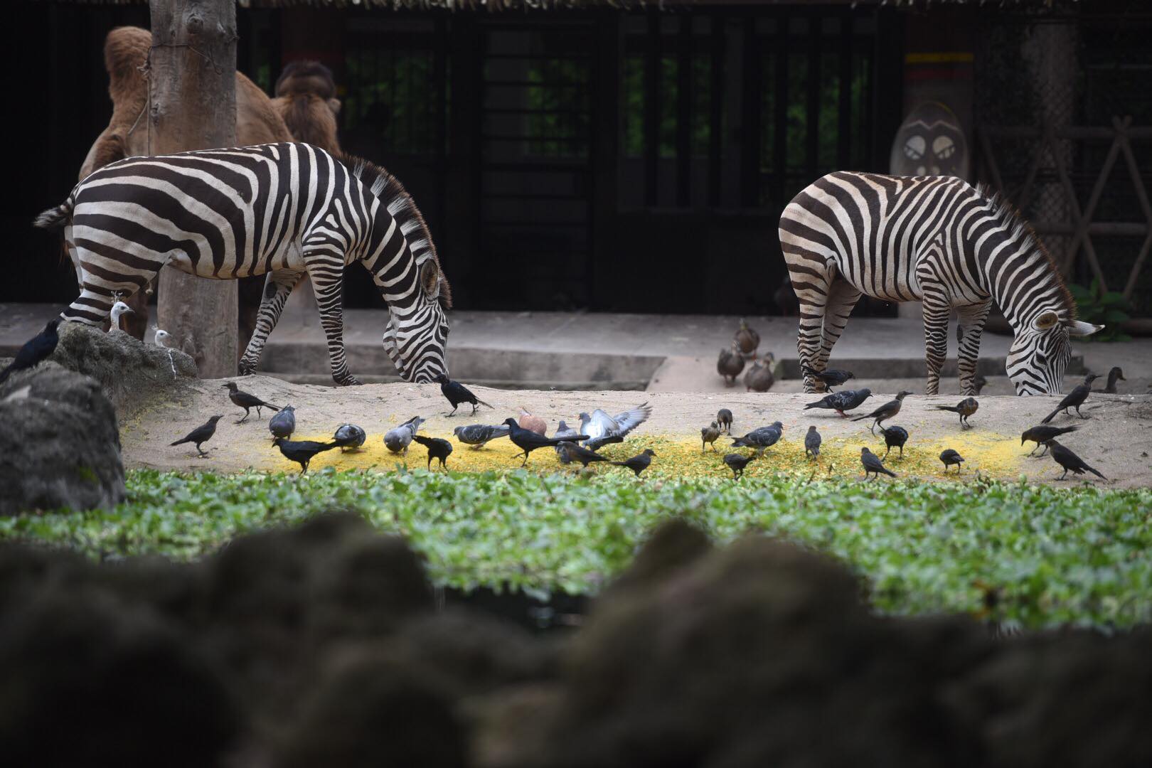 zoológico La Aurora reabre sus puertas en medio de la pandemia