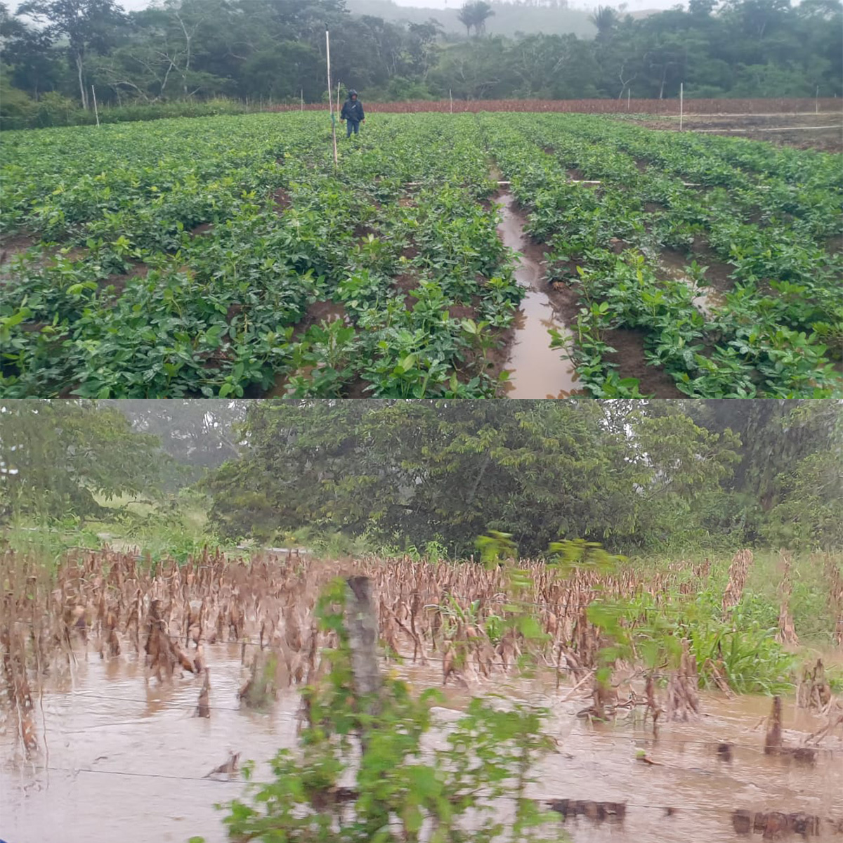 daños en cultivos por depresión tropical Eta