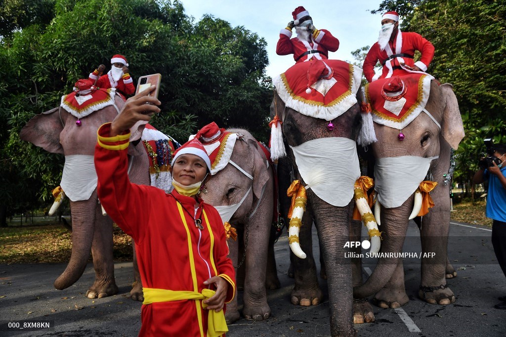 Elefantes vestidos de Papá Noel reparten mascarillas en Tailandia