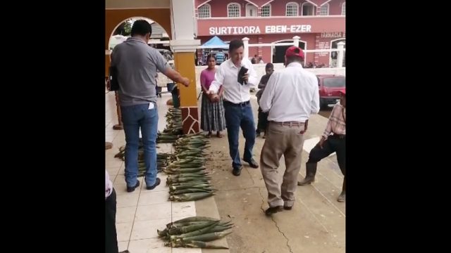 Recaudan dinero en la Municipalidad de Chisec para ayudar a detenidos por extraer pacayas