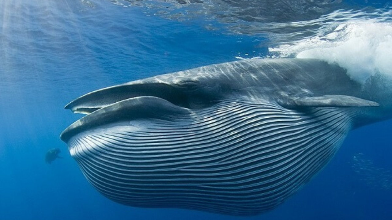 Por qué está en peligro de extinción la ballena azul