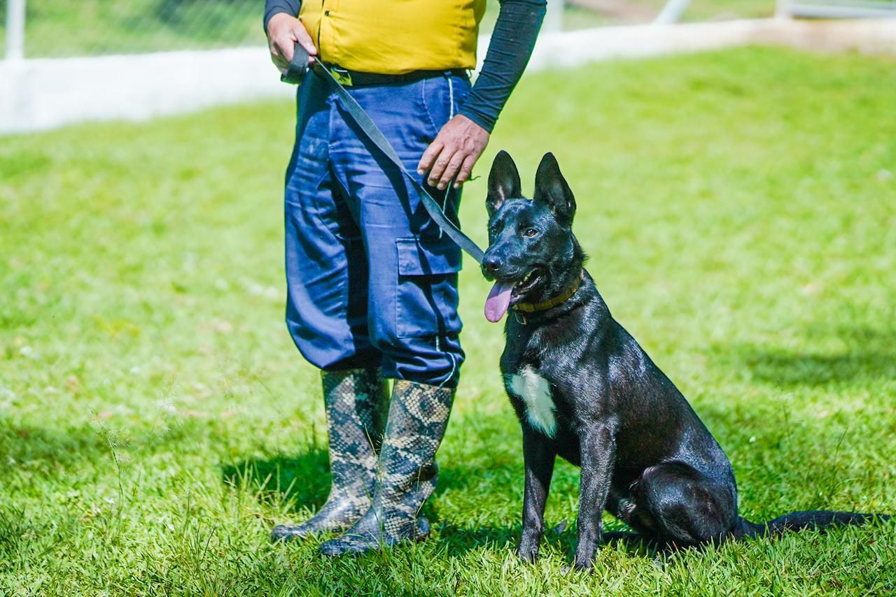 Unidad K-9 se incorpora a Seguridad Municipal de Santa Catarina Pinula